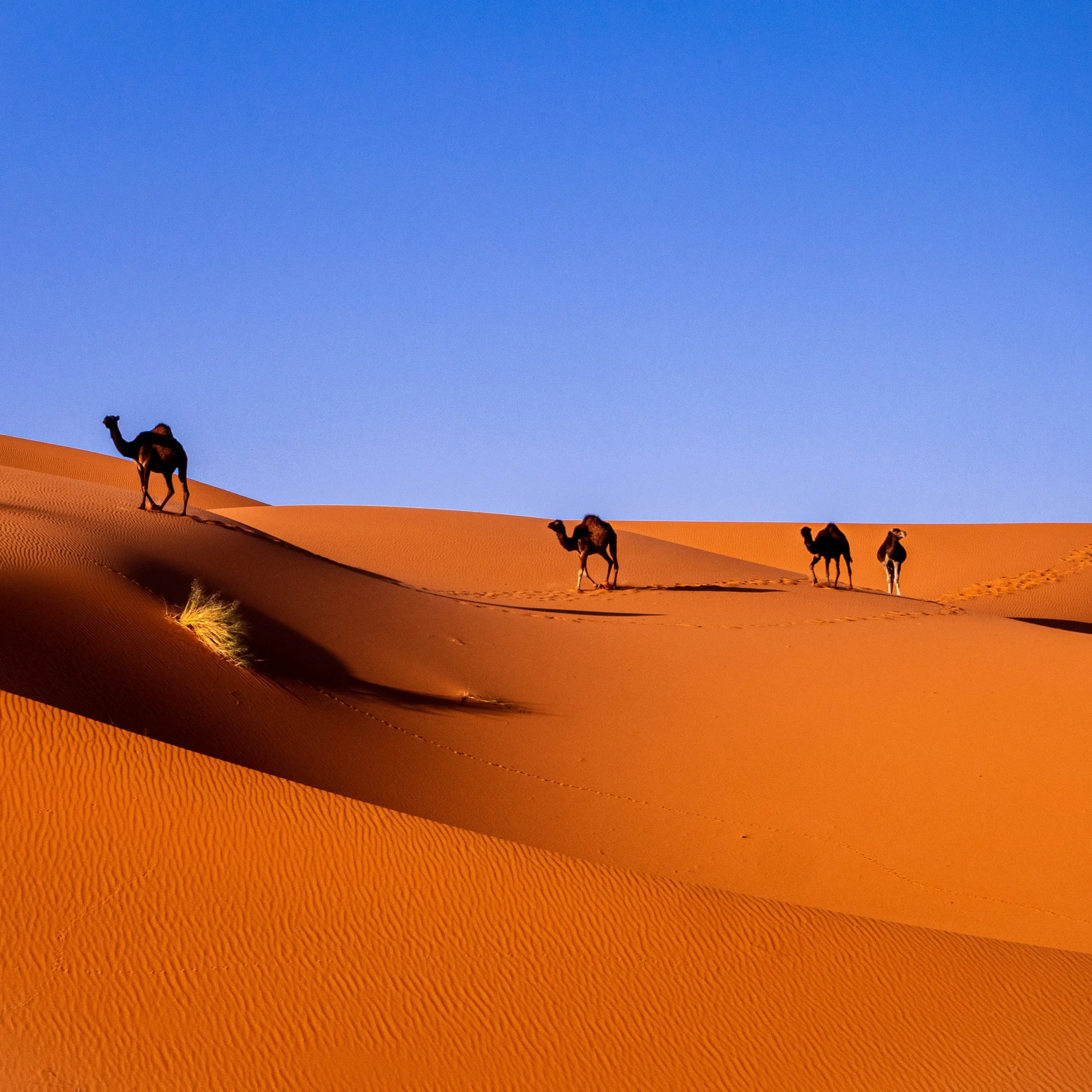 3 Days Marrakech To Merzouga Desert Tour